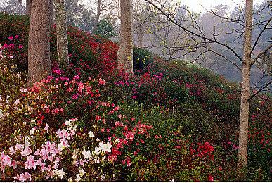 《原神》角色演示-「闲云：逸风逍遥」